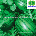 Chinese super green Watermelon seeds